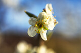 Fototapeta Storczyk - Kirschblüte im Fühling