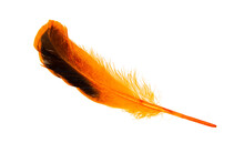 Decorative Orange Feather Isolated On The White Background