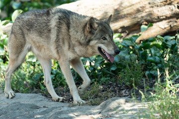  Timber wolf walking in the grass