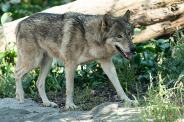  Timber wolf walking in the grass