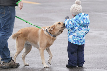 little girl meeting a dog out for a walk. yellow lab in on leash and is friendly but care must be ta