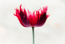 Abstract Red Poppy With Ragged Edged Petals