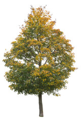 Wall Mural - Norway Marple tree in autumn with green and yellow leaves, cutout isolated on white background