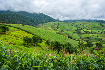 Wall Mural - Corn farm plantation on hill landscape with Mountain View background