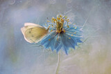 Fototapeta Kwiaty - Motyle