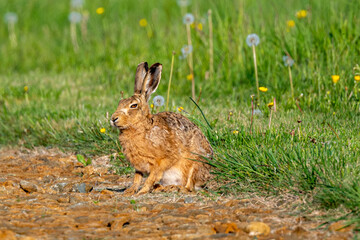 Brown hare (Lepus europaeus) in evening light in a meadow