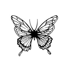 Wall Mural - Butterfly line drawing elements set isolated on white background for logo or decorative element. Vector illustration of various insect forms in trendy outline style.