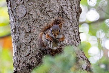Wall Mural - Cute red squirrel looking down from its perch on a tree trunk