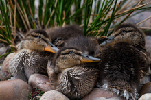 Ducklings Of Mallard (Anas Platyrhynchos) Rest Near A Pond During A Spring Day.