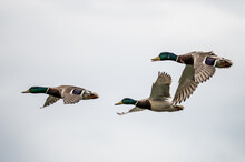 Three Male Mallards (Anas Platyrhynchos) Flying During A Spring Day.