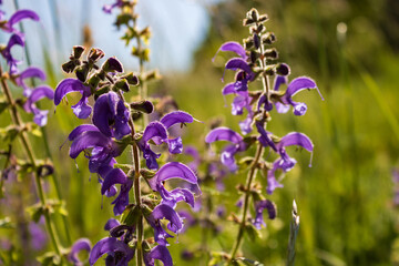 Wall Mural - purple flowering meadow sage (Salvia pratensis) or meadow clary in summer in Germany, close up and selective focus