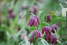 Purple Chequered 'Snake Head Fritillary' In Flower