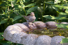 Female House Finch Perched At The Side Of A Stone Fountain With Traces Of The Red Berries She Just Ate On Her Face