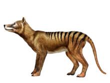 Thylacine Side Profile - The Extinct Thylacine Marsupial Tiger Was A Predatory Animal That Lived In Australia, New Guinea And Tasmania During The Holocene Period.
