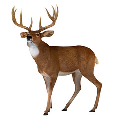whitetail buck walking - the whitetail deer is a herbivorous ruminant mammal that lives in north and