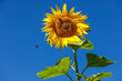 Sunflower with bees and bumblebees