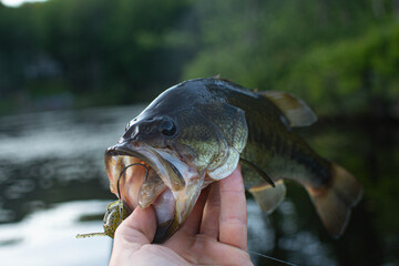 Holding nice summer catch, bass fishing in fresh water lake