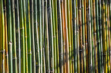 Fototapeta Sypialnia - Cerca de Tacuara (bambú)
