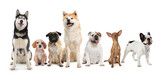 Fototapeta Zwierzęta - Group of different cute dogs on white background. Banner design