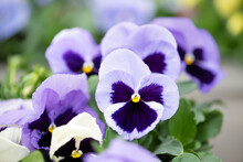 Beautiful Purple Pansies
