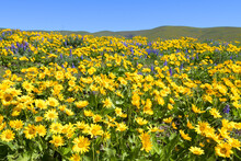 A Spring Hillside Is Glowing In Yellow Balsamroot And Purple Lupine Flowers In Southern Washington State