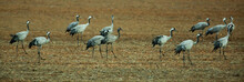 Cranes Birds (Grullas) Calling In Harvested Fields In Autumn, Europe