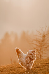 a free-range silky fowl rooster on a meadow in evening light at sundown in the summer outdoors