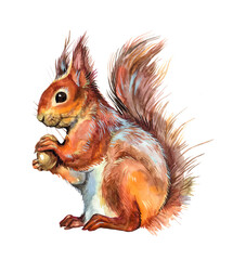 Watercolor sitting squirrel with a nut. Winter animal illustration.