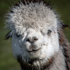 Poster - A very close portrait of the head and face of a white alpaca, Vicugna pacos. It is staring forward at the camera