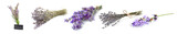 Fototapeta Lawenda - Fresh lavender flowers on white background