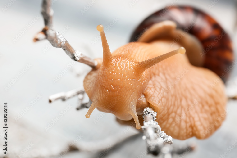 Giant Achatina snail on tree branch