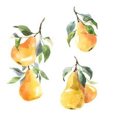 Beautiful Set With Hand Drawn Watercolor Tasty Summer Pear Fruits. Stock Illustration.