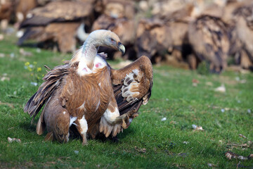 Canvas Print - The griffon vulture (Gyps fulvus) a walking from the loot with the other vultures in the background