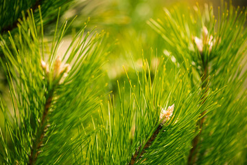 Wall Mural - fresh new fir tree buds closeup at springtime abstract floral background