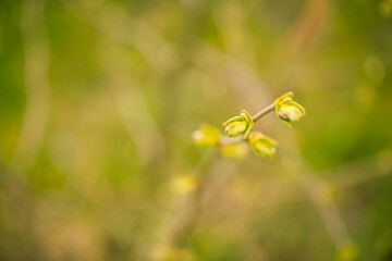 Wall Mural - fresh new bush buds closeup at springtime abstract floral background