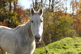 Fototapeta Konie - Beautiful white horse outdoors on sunny day