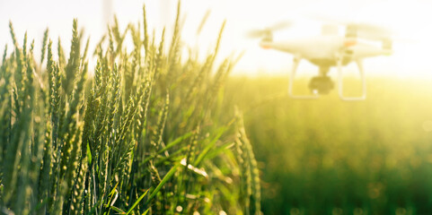 Poster - Wheat ears close-up. In the background blurred drone. Smart farming concept