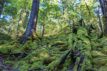 Canvas Print - Shady and moss covered forest floor in South Island