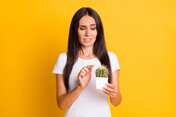 Sticker - Photo portrait brunette keeping cactus plant in white pot touching long pins isolated on vibrant yellow color background