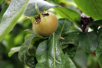 Wall Mural - Common medlar fruit on the tree