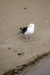 view of european herring gull on the beach