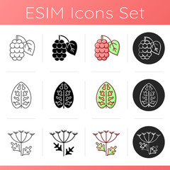 Poster - Allergens and allergy causes icons set. Mulberry, morus fruit. Dieffenbachia, dumb cane plant pollen. Queen Annes lace. Linear, black and RGB color styles. Isolated vector illustrations