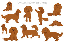 Cavalier King Charles Spaniel Clipart. Different Poses, Coat Colors Set