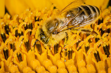 Above view of bee pollinating in sunflower.