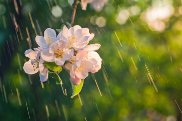 The branch of apple blossoms illuminated by the sun on the background tracks of rain and bokeh