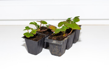 Small seedlings of strawberries in molds with soil on a white background of a window sill. Growing plants for planting in the garden