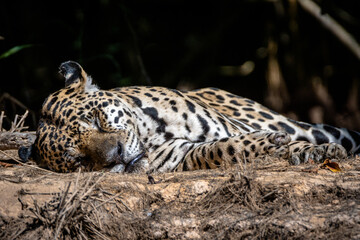 Wall Mural - Jaguar / Onça Pintada (Panthera onca)