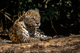 Fototapeta Zwierzęta - Jaguar / Onça Pintada (Panthera onca)