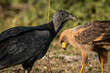 Black Vulture / Urubu de Cabeça Preta (Coragyps atratus)