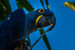 Hyacinth Macaw / Arara Azul Grande (Anodorhynchus hyacinthinus)